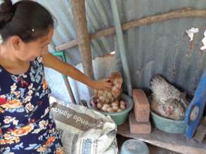 Woman checks on egg-laying hens