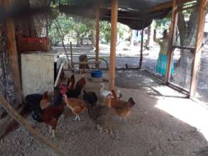 A newly constructed chicken coop