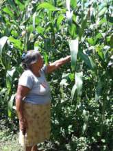 A woman checks on the progress of her corn crop