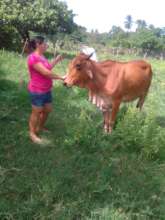 A woman takes her cow out to graze