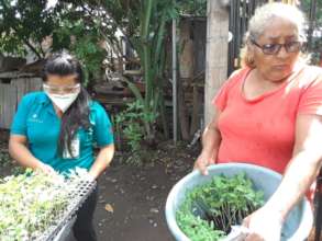 A woman receives vegetable seedlings from staff