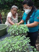A woman receives vegetable seedlings from staff