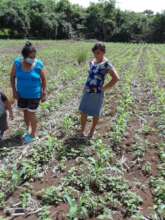 Women checking on their corn plants