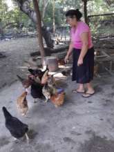 A woman tends to her chickens