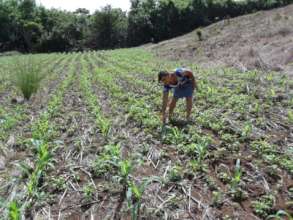 A woman checks on the progress of her corn plants