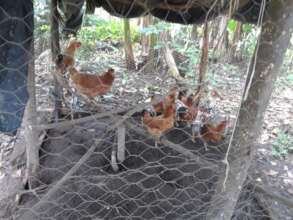 New chickens