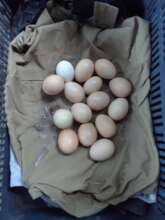 Eggs from chicken coops
