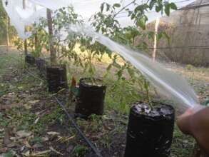 Vegetable irrigation