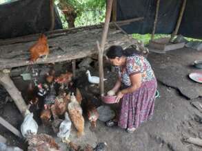 Feeding chicken