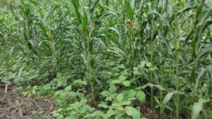 Cornfields combined with green beans