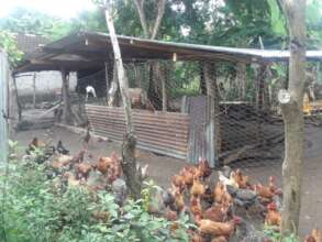 Chicken farms