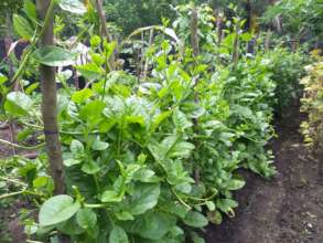 Vegetable Garden