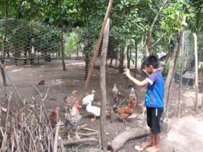 Chickens