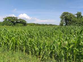 New Corn Fields