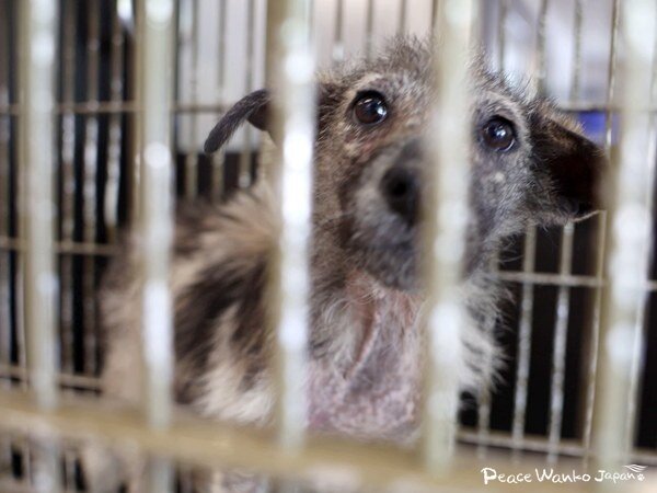 Reports on Stop The Killing of Dogs Cats in Japan GlobalGiving - Main Image