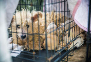 Dogs rescued from animal welfare centers