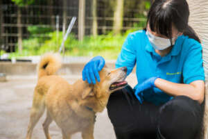 Dogs open up during familiarization training