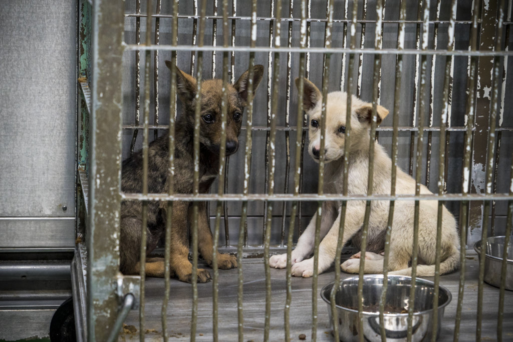 Stop The Killing of Dogs & Cats in Japan