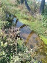 Weeds overgrow the pyne and impede the water flow.