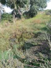 Overgrown and eroded, this pyne needs restoration.