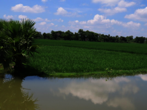 Restored pyne provides water for crop irrigation.