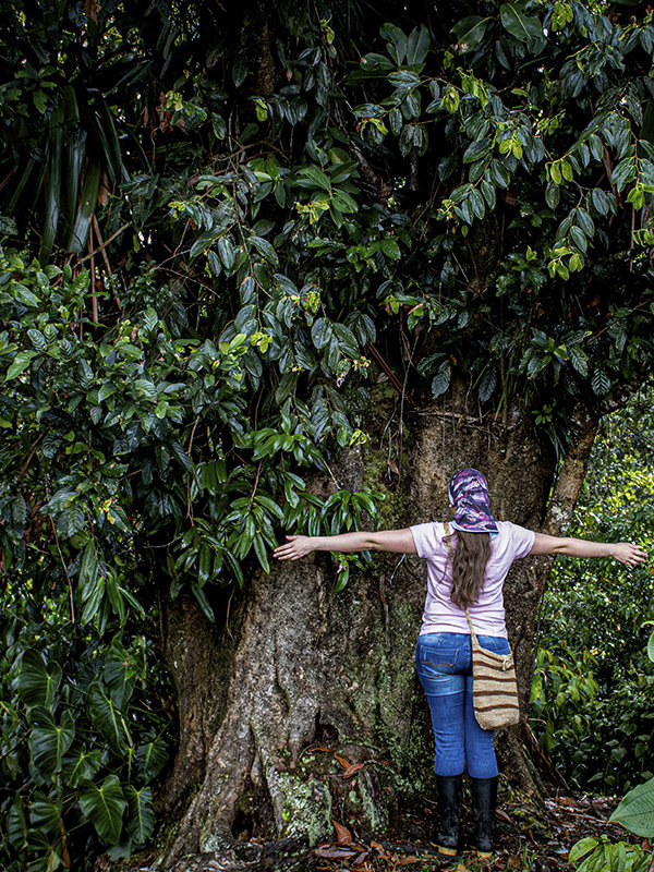 Saving the last Black Oak forests in Colombia