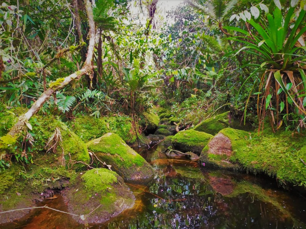Saving the last Black Oak forests in Colombia