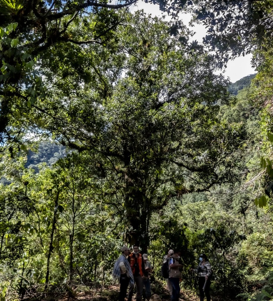 Saving the last Black Oak forests in Colombia