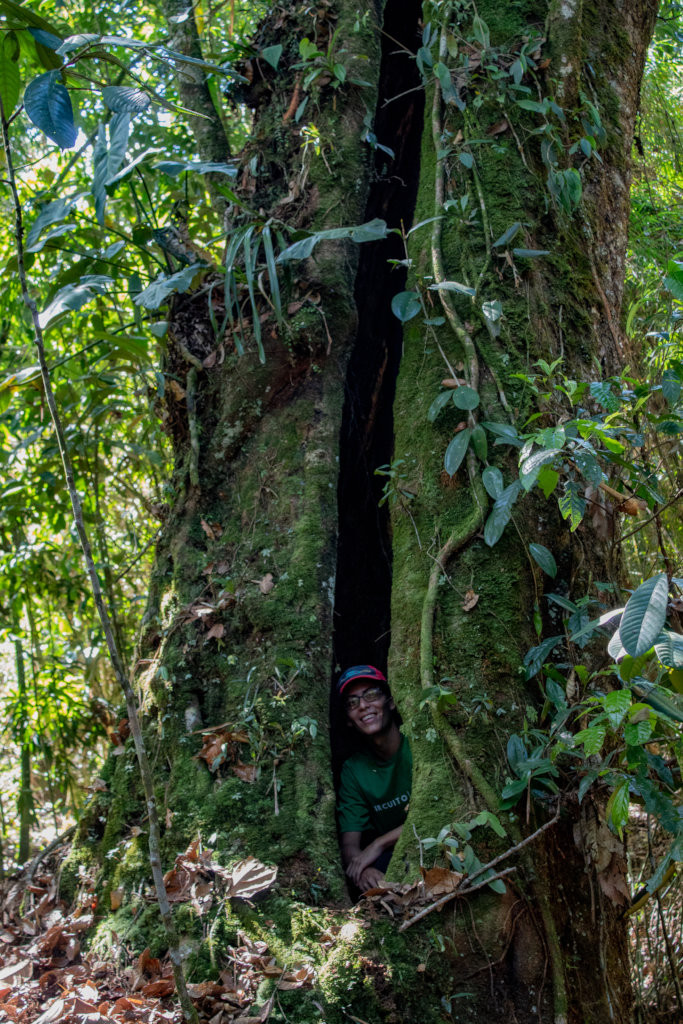 Saving the last Black Oak forests in Colombia
