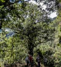 Black oak and our community monitoring