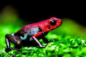 Santander Poison Frog (Andinobates virolinensis)