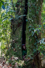 Oak at its maximum height grows wide