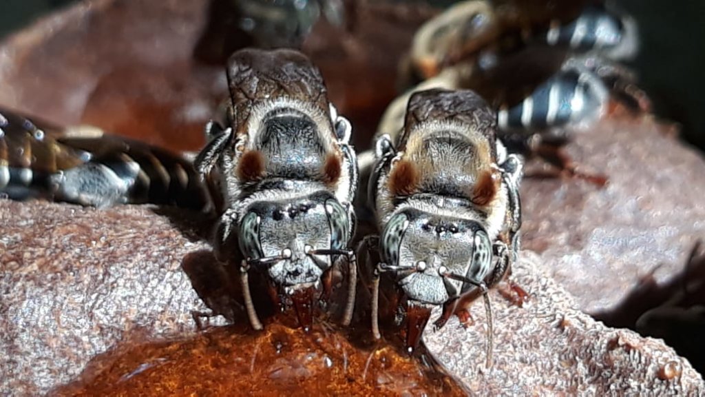 Help Amazonian Community protect their native bees