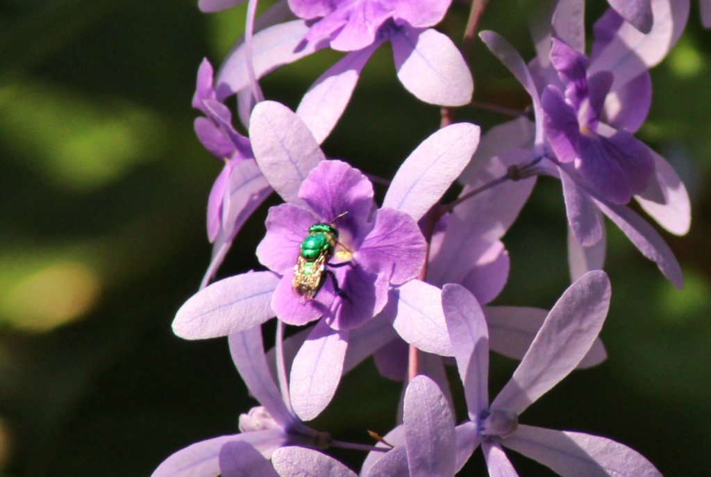 Native bee Euglossini