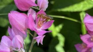 Native bee Jatai