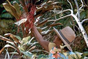 Dona Raimunda, Quilombola woman