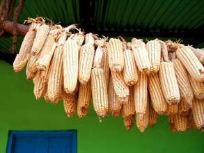 Maize