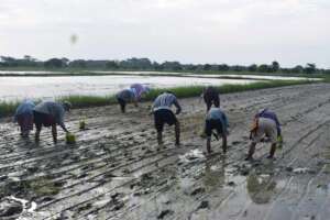 Local trainees while planting rice