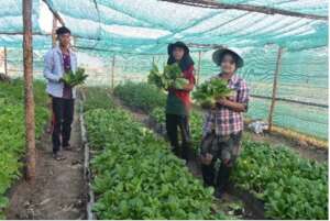 Vegetables grown by trainees