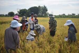 Yield surveys of rice grown in the field