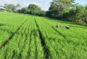 Managemant of Organic Paddy farms