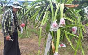 Organic fruit tree management