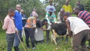 CCAHWs recording the temperature of a calf