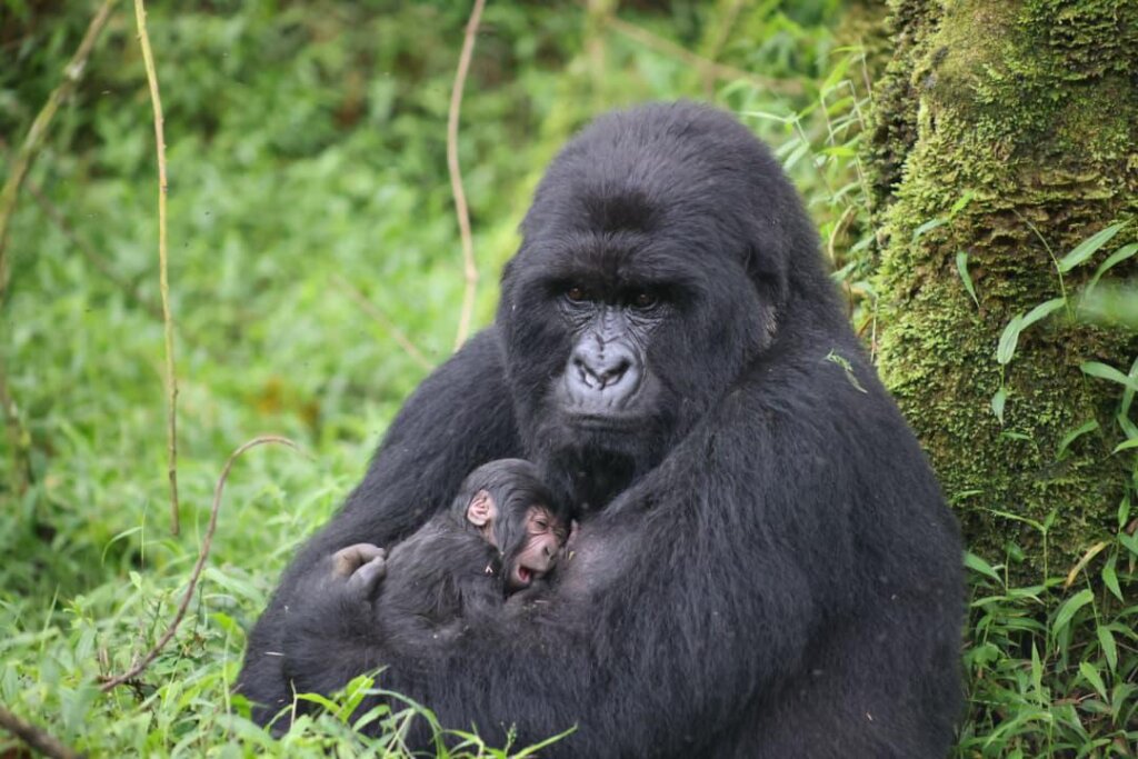 Adult Female Chizanye with her baby