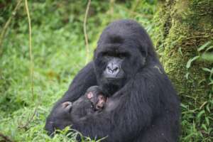 Adult Female Chizanye with her baby