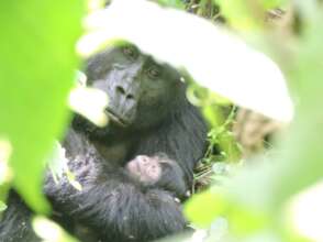 Adult Female Murema with her baby