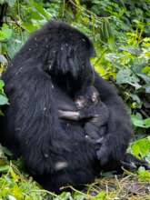 Adult Female Rukundo with her Baby