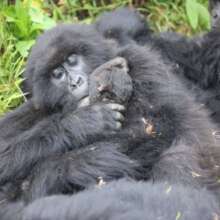 Adult female Tulambule with her baby