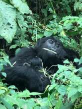 Adult female Mukidebe with her Baby