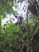 Annaclet Ampeire collecting gorilla fecal samples